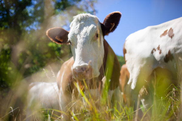 Cattle Breeding: How to Improve Your Herd